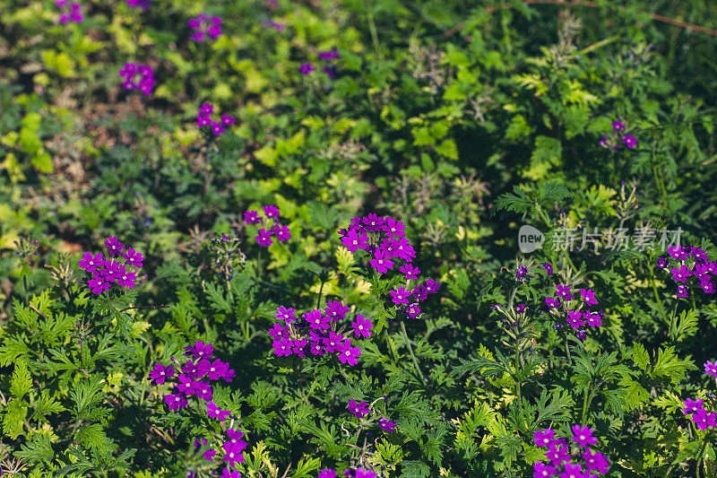 夏日花园里的紫罗兰花。