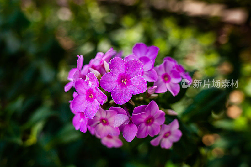 粉红兰花或紫罗兰兰花在热带花园