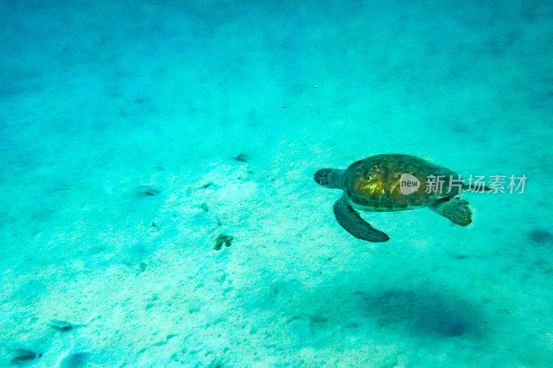 加勒比海水下的野生绿海龟