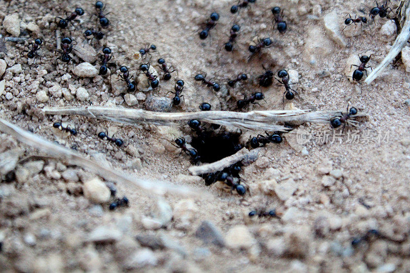 蚁丘和蚂蚁