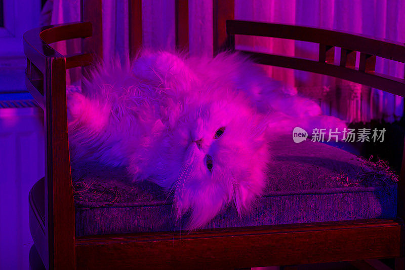 紫色光苏格兰折长毛猫和波斯猫混合的Persittish小猫
