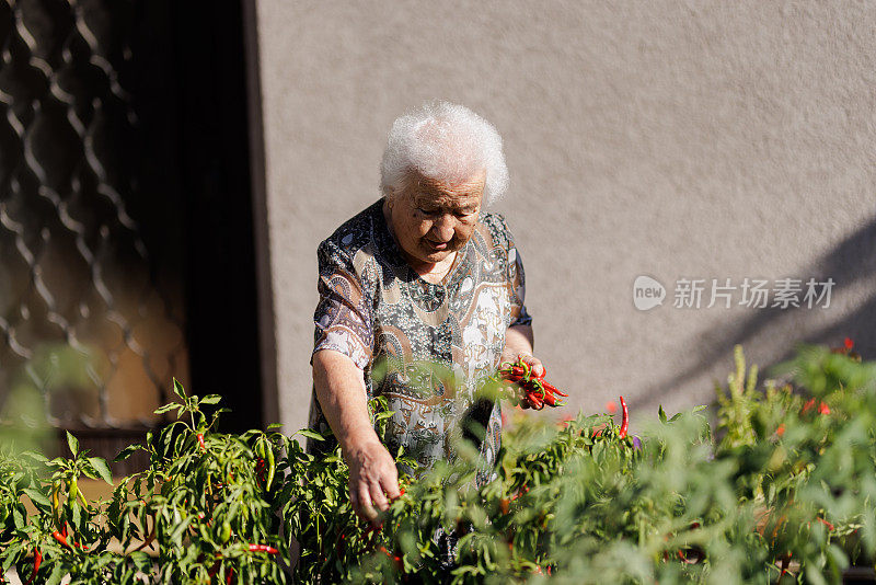 一位90岁的老妇人在她的花园里采摘辣椒