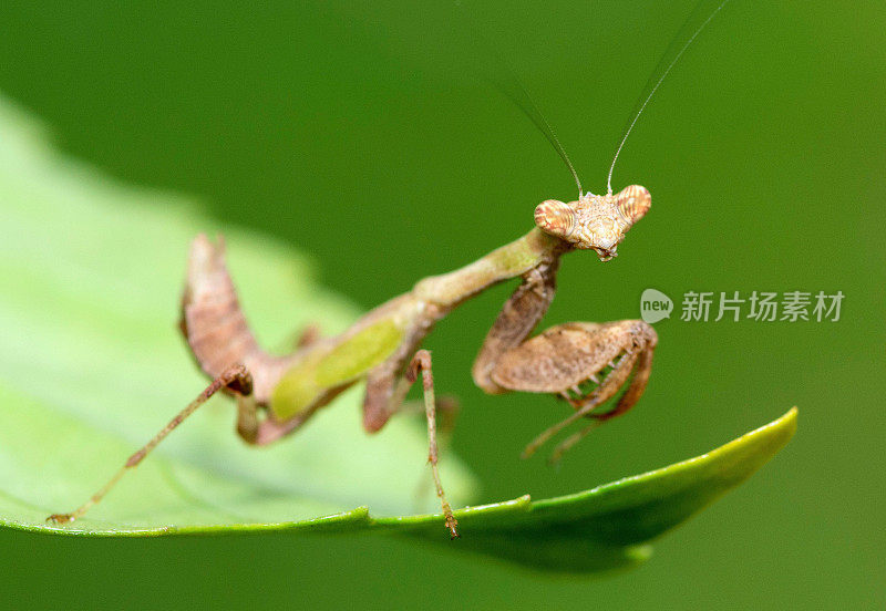 螳螂谈树-动物行为。