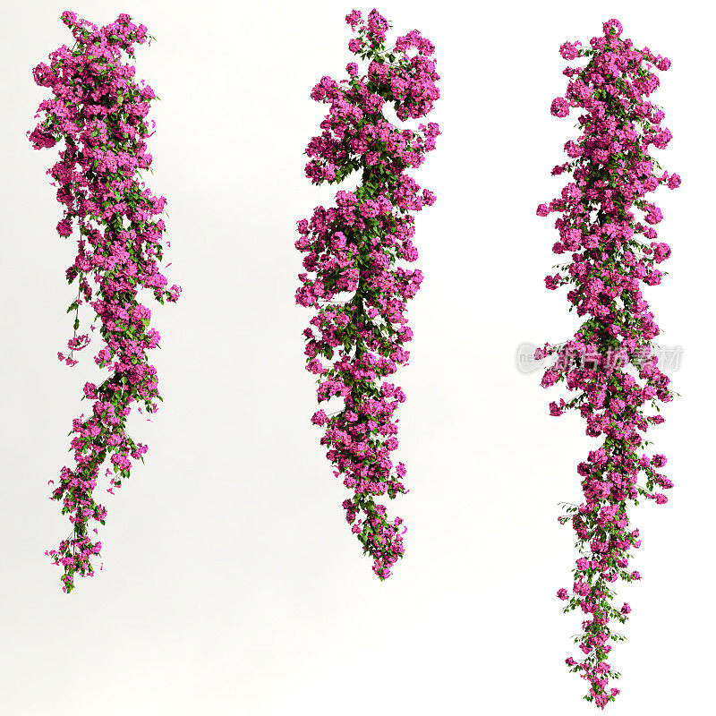 3d插图的粉红色九重葛spectabilis分支花孤立在白色背景