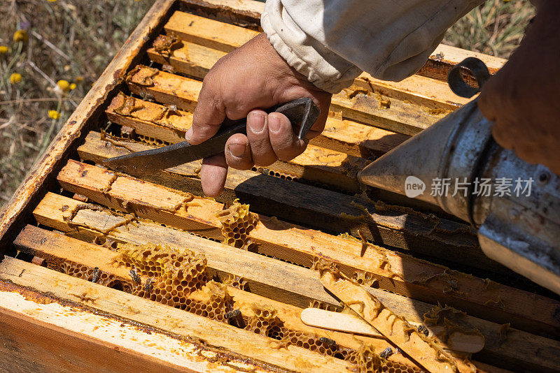 养蜂人从蜂箱中取出一块布，控制蜜蜂的工作