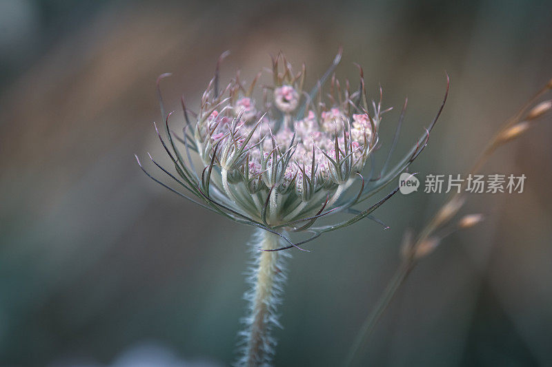 野花特写