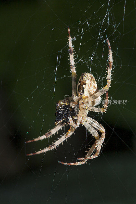 在英国的花园里，欧洲花园蜘蛛正在吃网上的猎物