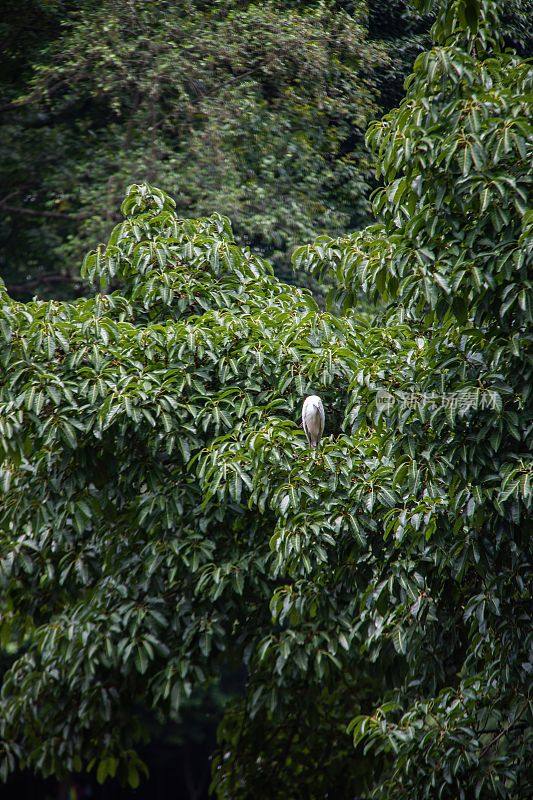 在中国柳江古镇，一只鸟栖息在树枝上的垂直镜头