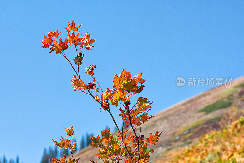 青山上的美丽阳光