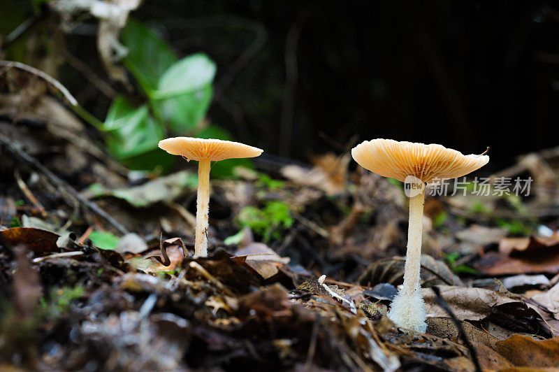 森林地面上非常脆弱的早晨蘑菇