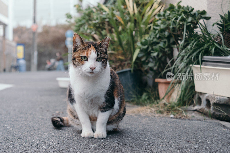 坐在路边的印花布小猫