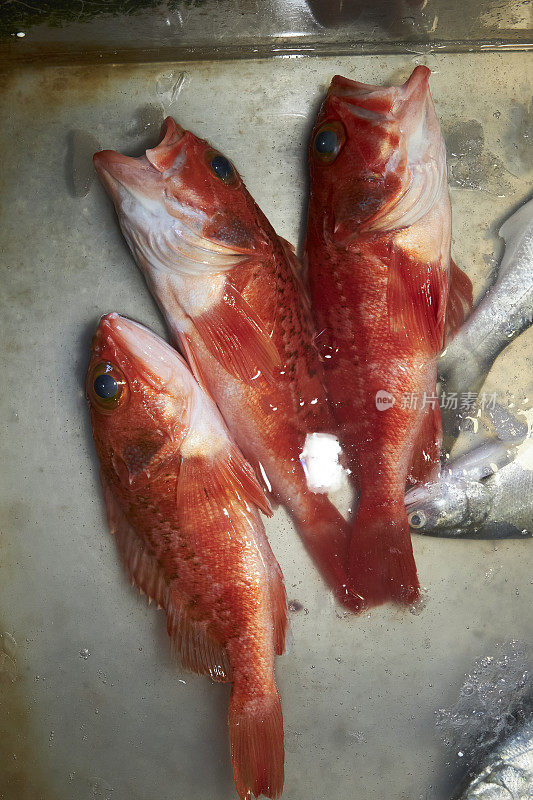 台湾，太平洋，柜台上出售的冰鲜鱼