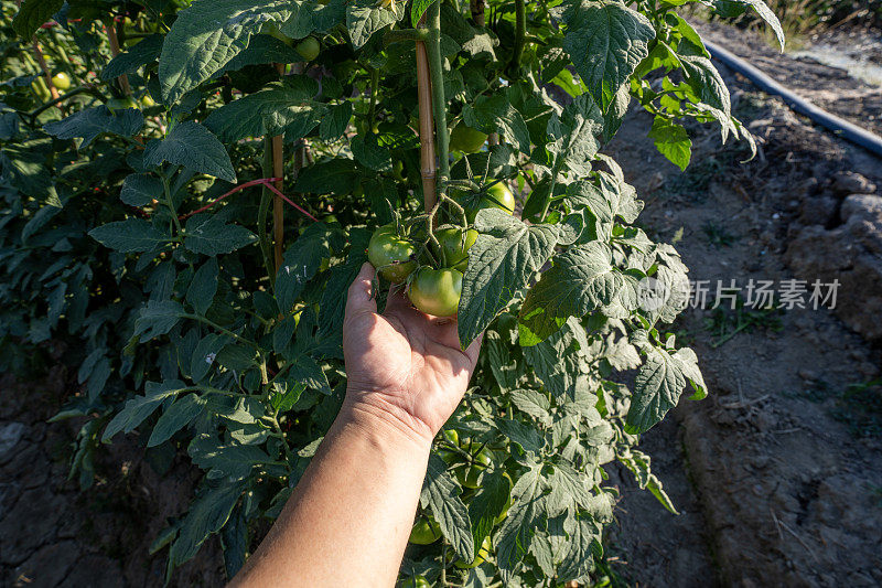 手捧着种植园里未成熟的绿番茄