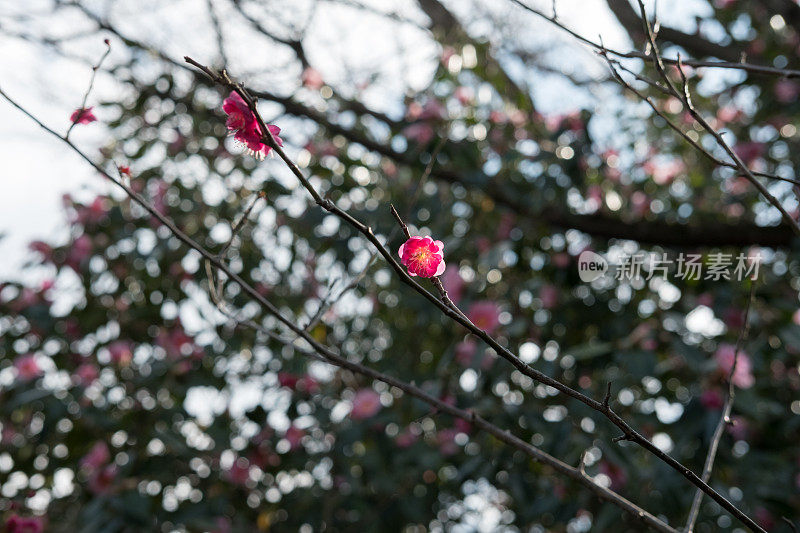 粉梅花