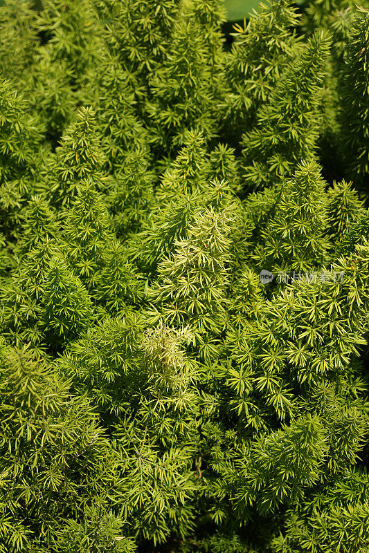 狐尾蕨类植物