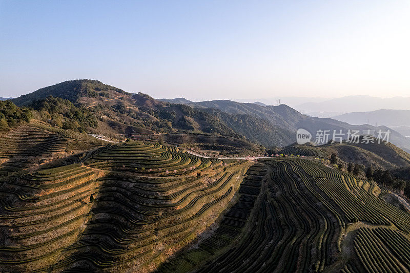 春天的梯田茶园