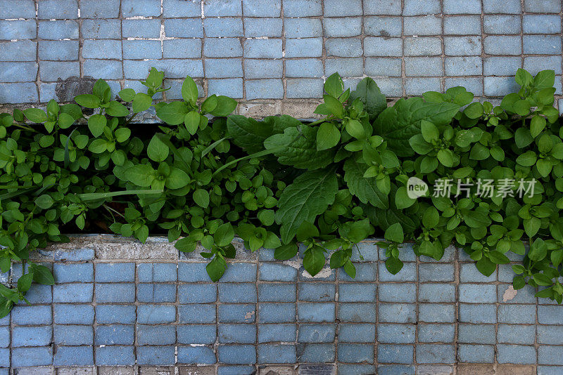 混凝土中的植物叶子