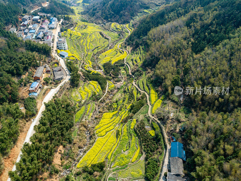 航拍中国农村梯田中盛开的油菜花