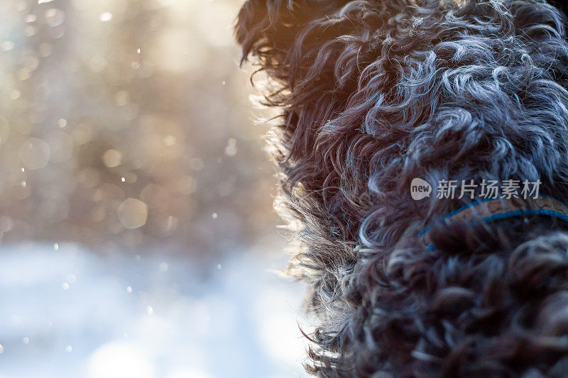 一只长着卷毛的黑狗望着外面飘落的雪