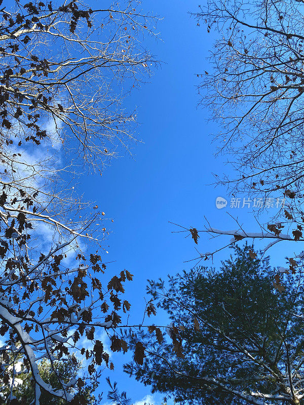 冬日蓝天背景被树木环绕。