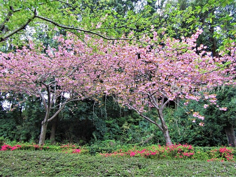 日本。4月。公园里的樱花。的印象。