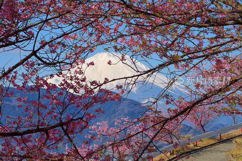 富士山和樱花:从神奈川县松田山眺望