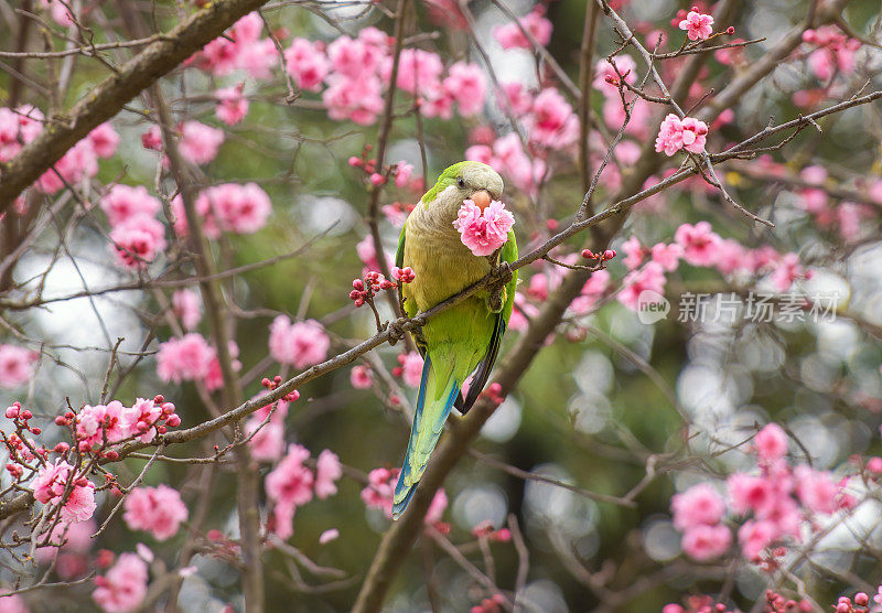 长尾小鹦鹉正在吃粉红色的花，意大利罗马