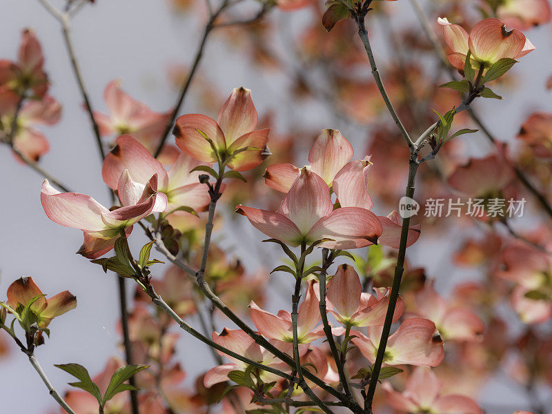 春天的花朵