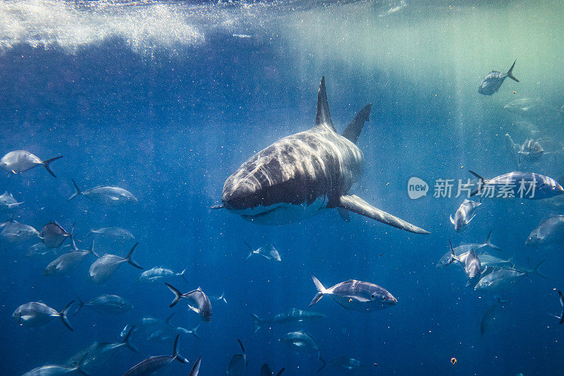 凶兆大白鲨朝镜头游去的正面镜头