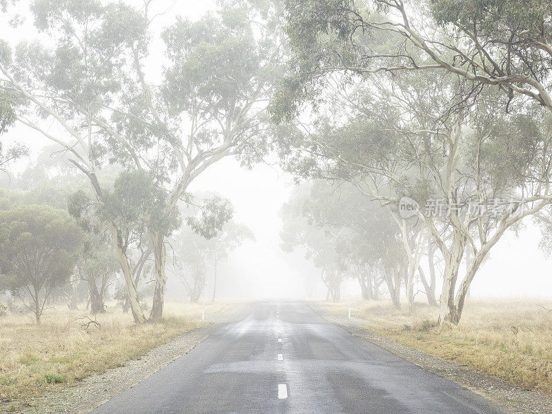 大雾弥漫的乡村道路