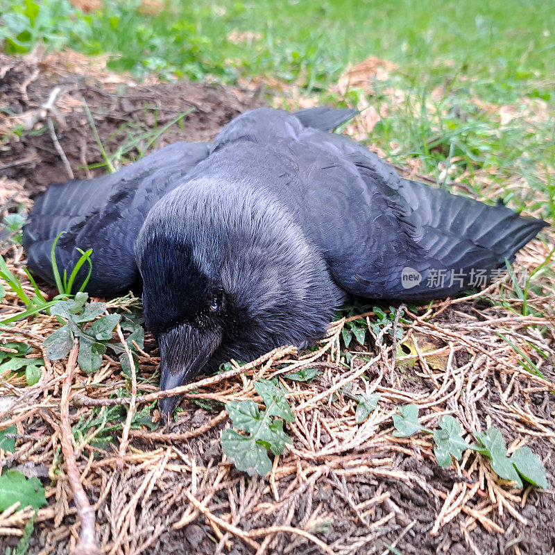 禽流感袭击了野生鸟类，在什罗普郡的乡村，一只乌鸦死在地上，完好无损，但死于疾病
