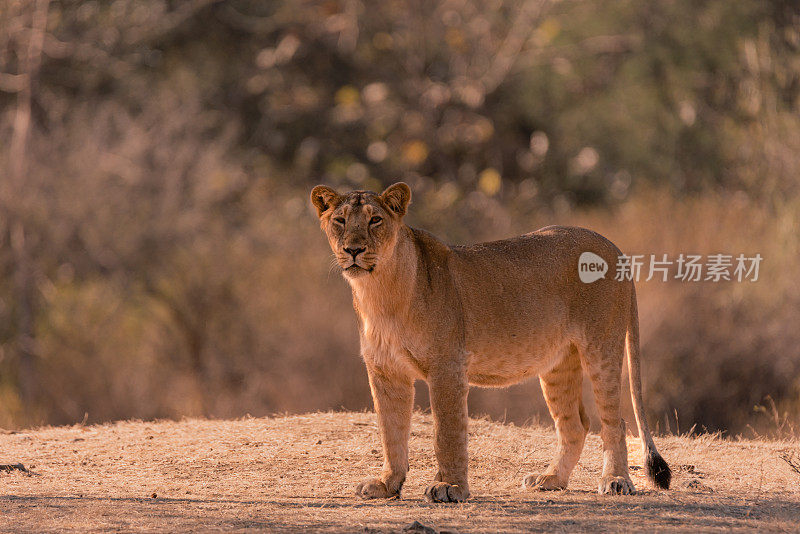 雌亚洲狮看着摄像机