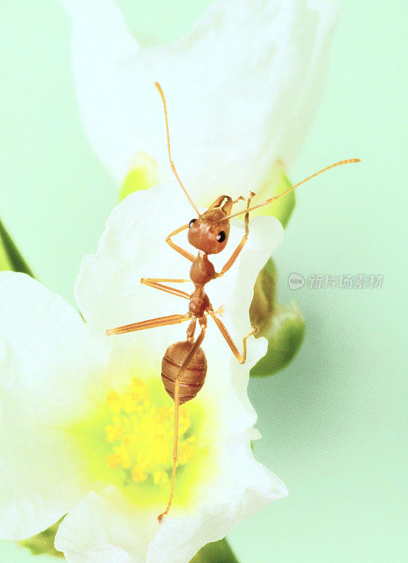 蚂蚁爬小白花——动物行为。