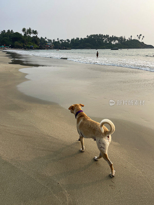 印度野狗在退潮时沿着海边潮湿的沙滩行走的特写照片，聚焦于前景