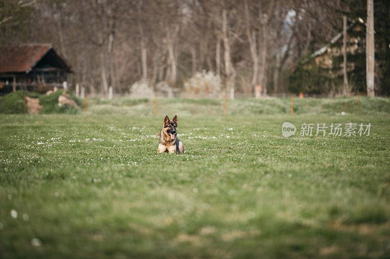 警犬