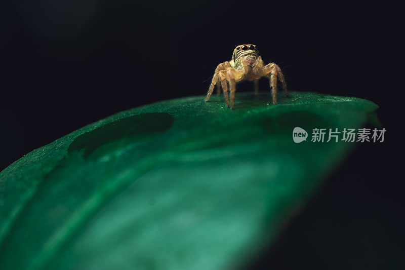 小蜘蛛坐在树叶上的自然股票照片