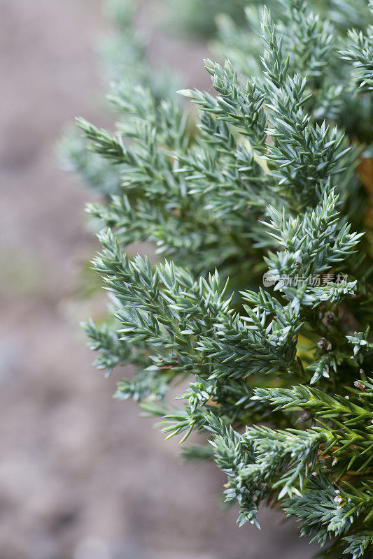 Juniperus