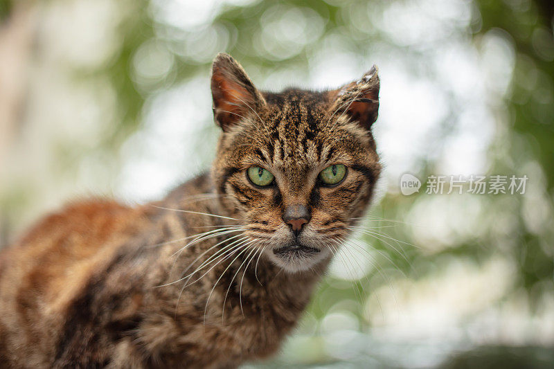 又老又生气的流浪猫。