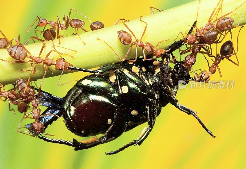 蚂蚁帮助把虫子带到巢里——动物的行为。