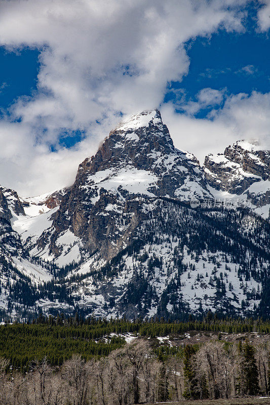 在美国西部，北美的黄石生态系统中，被雪覆盖的大提顿峰