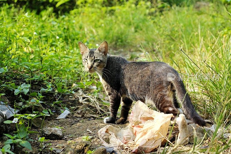 一只猫在田野里。