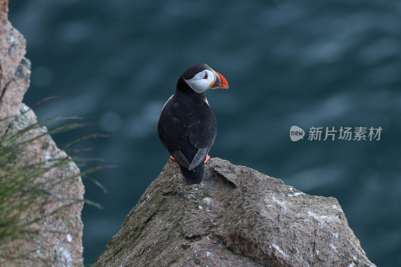 悬崖上的海雀