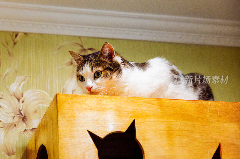 一只灰白色的猫躺在天花板下的木制猫屋上