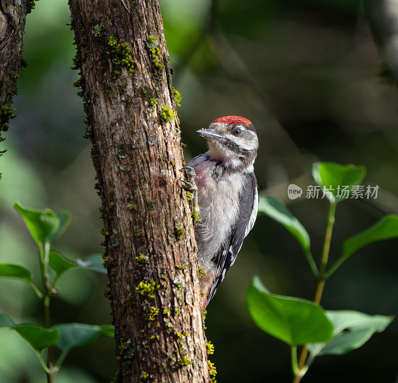 小啄木鸟，挪威奥斯陆