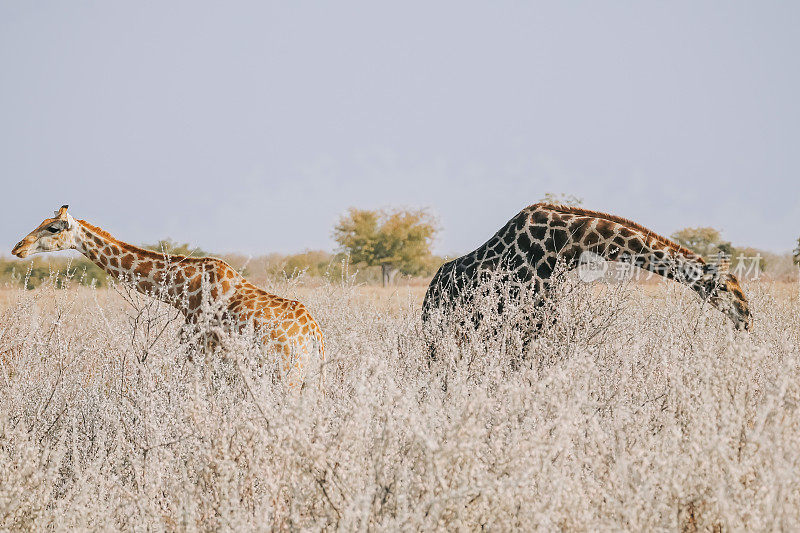 纳米比亚自然公园里，长颈鹿妈妈和小长颈鹿在咀嚼电话骨头，以摄取矿物质