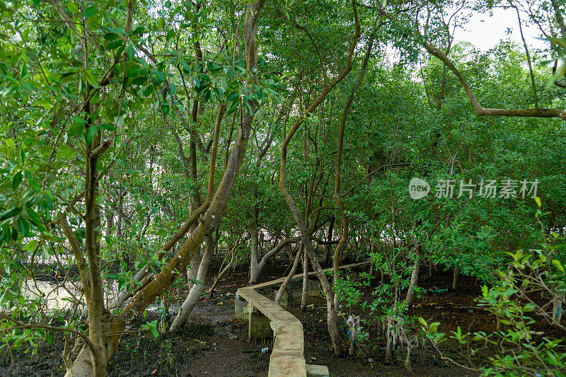 这条穿过丹青海红树林的道路，天江省