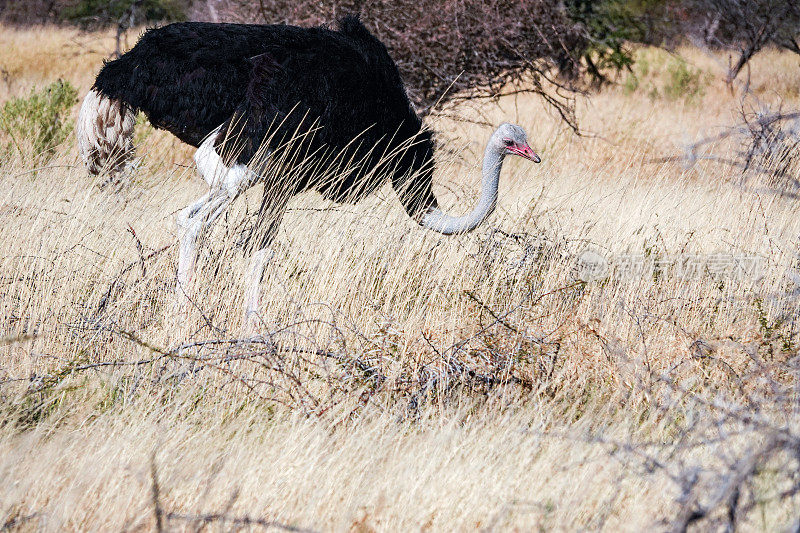 纳米比亚库内地区埃托沙国家公园的鸵鸟