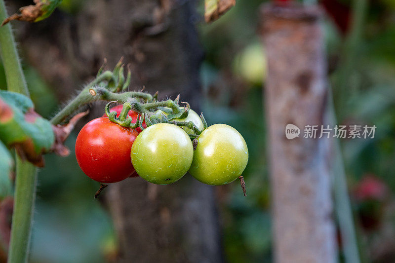 花园里成熟和未成熟的西红柿