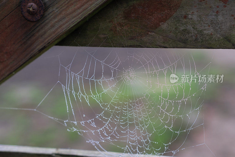 雾中的蜘蛛网