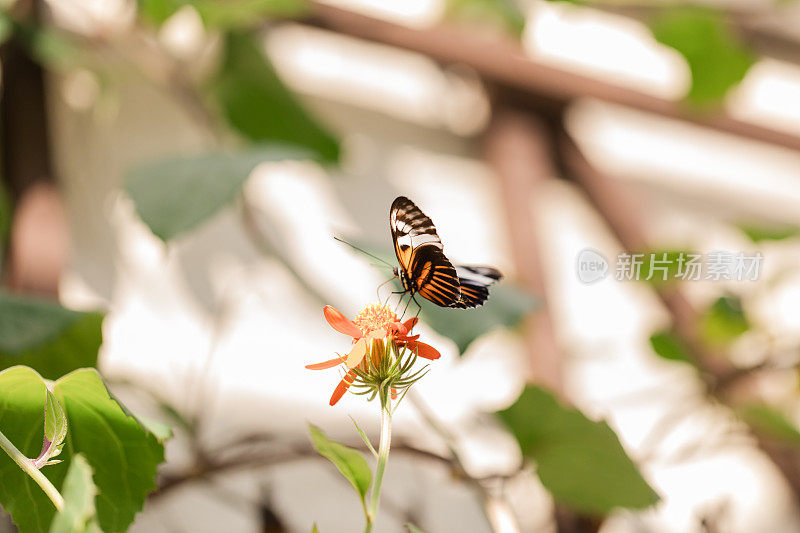2023年秋天，在明媚的阳光下，南佛罗里达盛开的鲜艳的蝴蝶花上的彩色蝴蝶